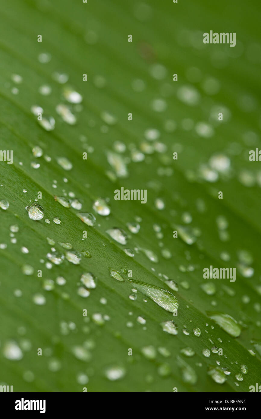Water drops on a green palm leaf just after rain during the onset of the rainy season in Guanacaste, Costa Rica. Stock Photo
