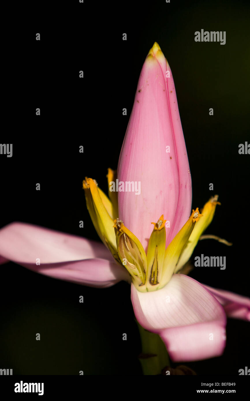 Close-up image of a pink and yellow Banana flower (Musa acuminata) in ...