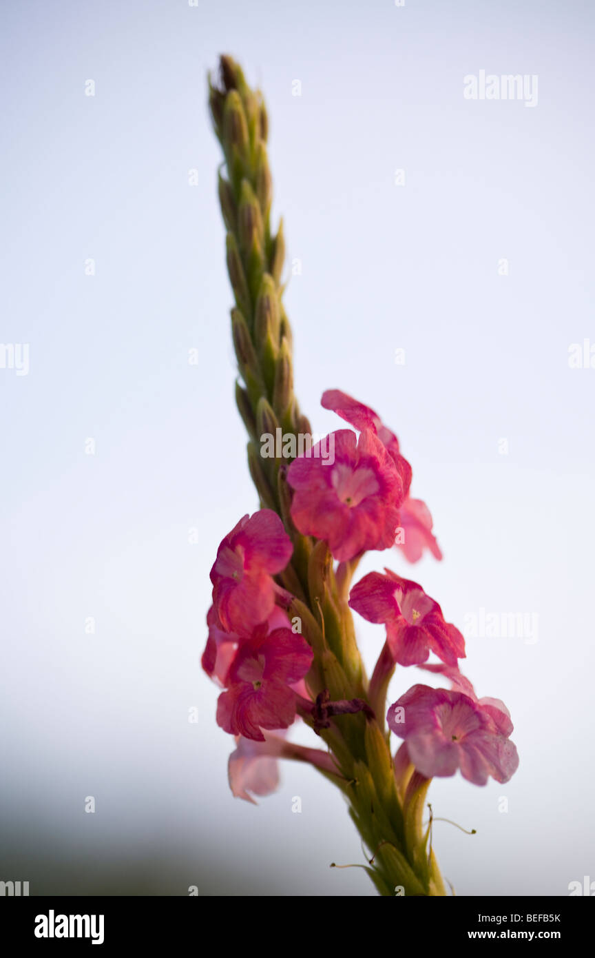 Close-up of Pink Butterfly Bush (Buddleia davidii) in Playas del Coco, Costa Rica. Stock Photo