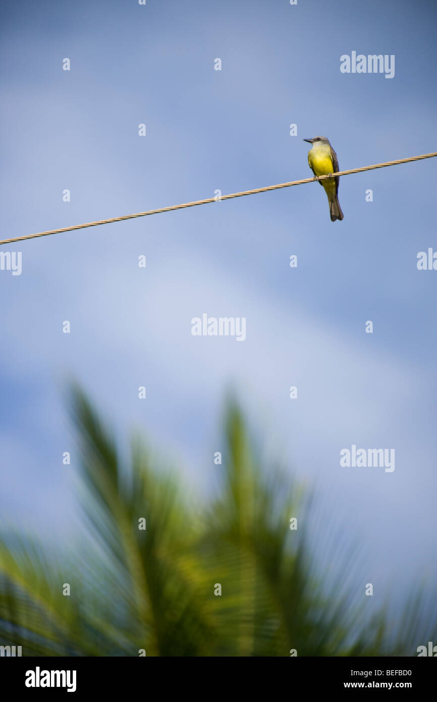 Grey-capped Flycatcher, Myiozetetes granadensis, perched on a telephone wire in Guanacaste, Costa Rica. Stock Photo