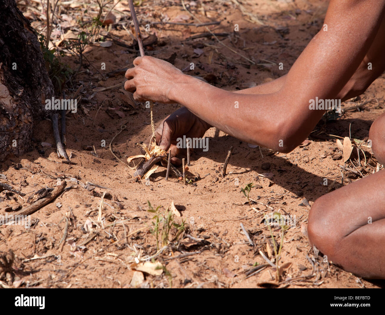 San Village. Setting a sprung lasso trap to catch 'lunch'. Stock Photo