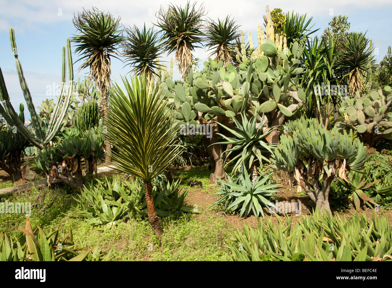 Cacti in the botanical gardens in Funchal Madeira. Stock Photo