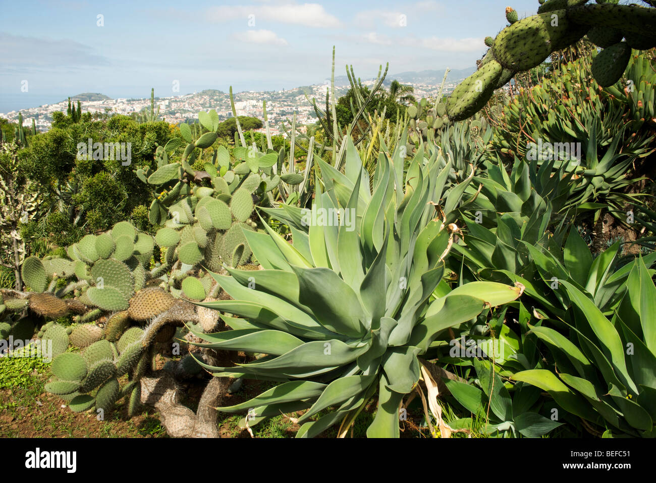 Cacti in the botanical gardens in Funchal Madeira. Stock Photo