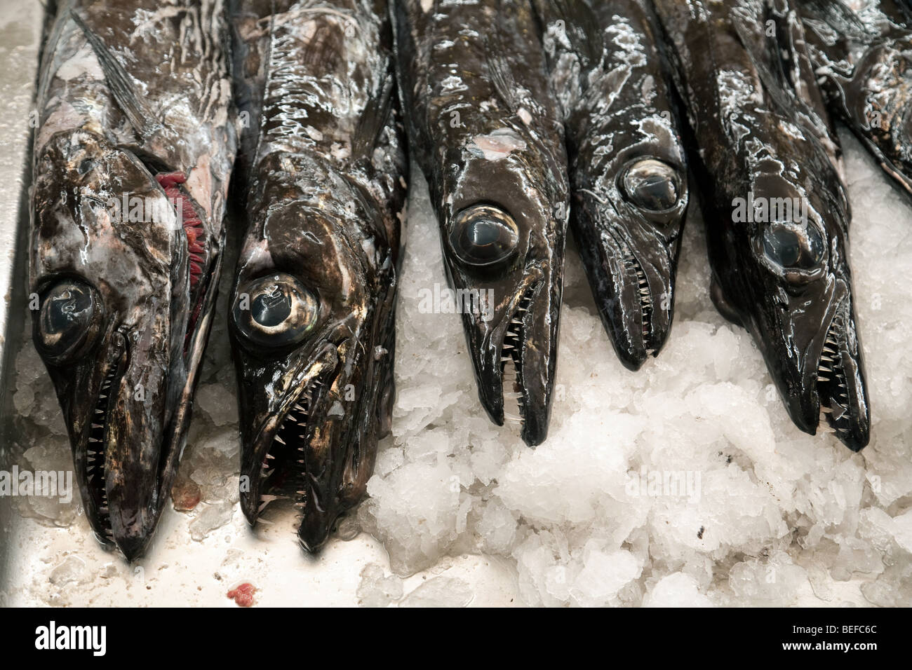 Espada (Black Scabbard) fish for sale, The fish market, Funchal, Madeira Stock Photo