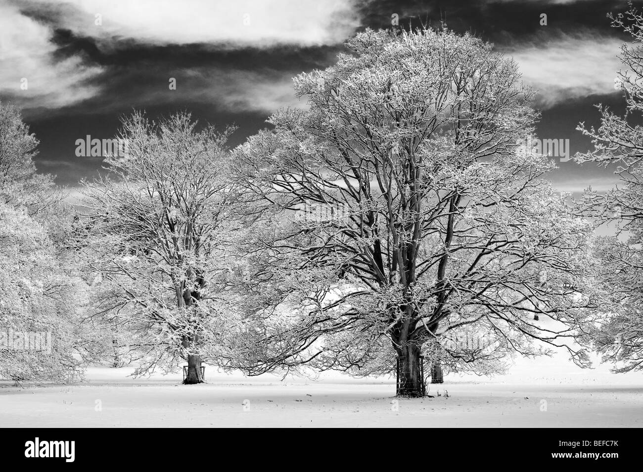 Snow covered oak trees in the english countryside. Black and white with a high contrast red filter applied Stock Photo