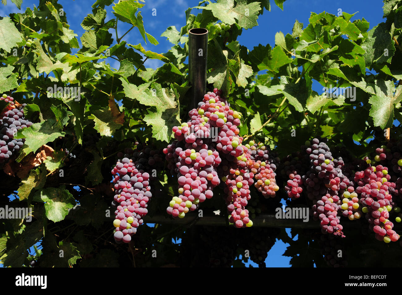 Black Beauty Grapes grow on an arbor Stock Photo Alamy