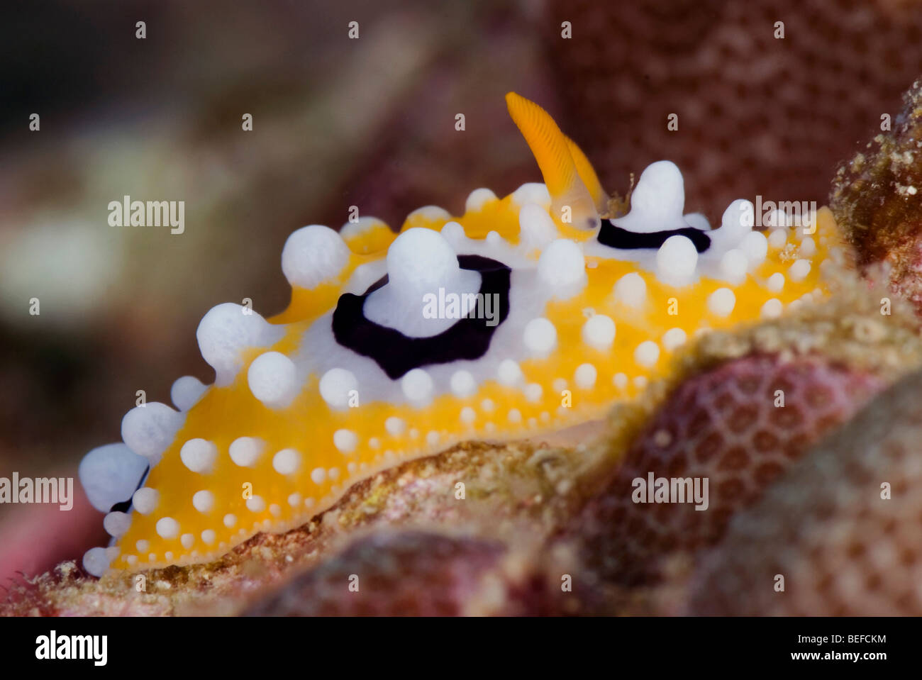 Yellow Nudibranch with white warts some of which are surrounded by a black circle under water. Stock Photo