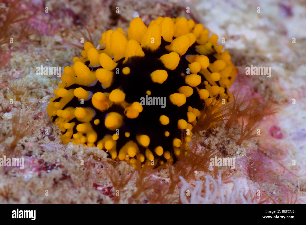 Black Nudibranch with yellow warts under water. Stock Photo