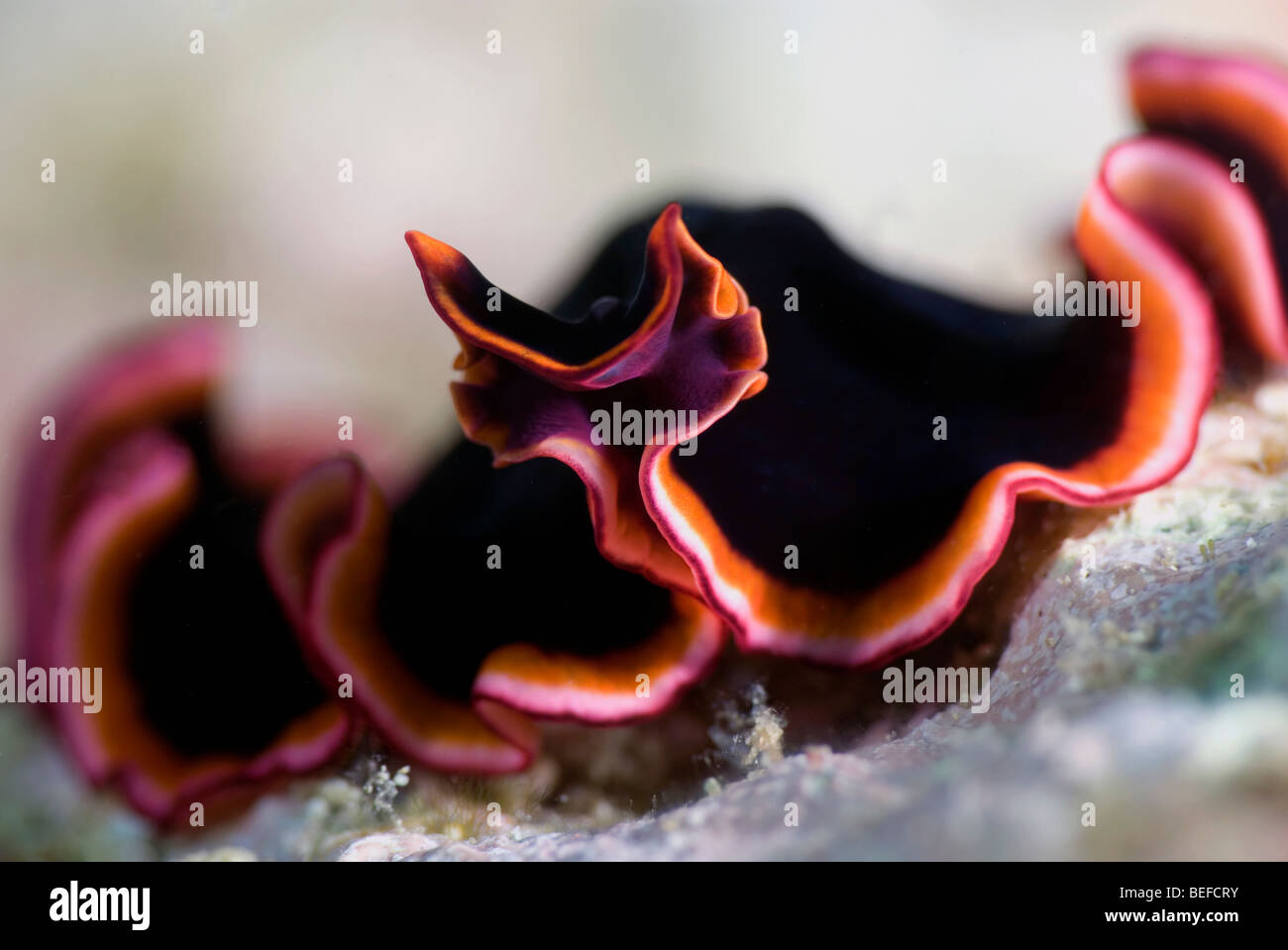 Black Flatworm with orang and pink outline under water. Stock Photo