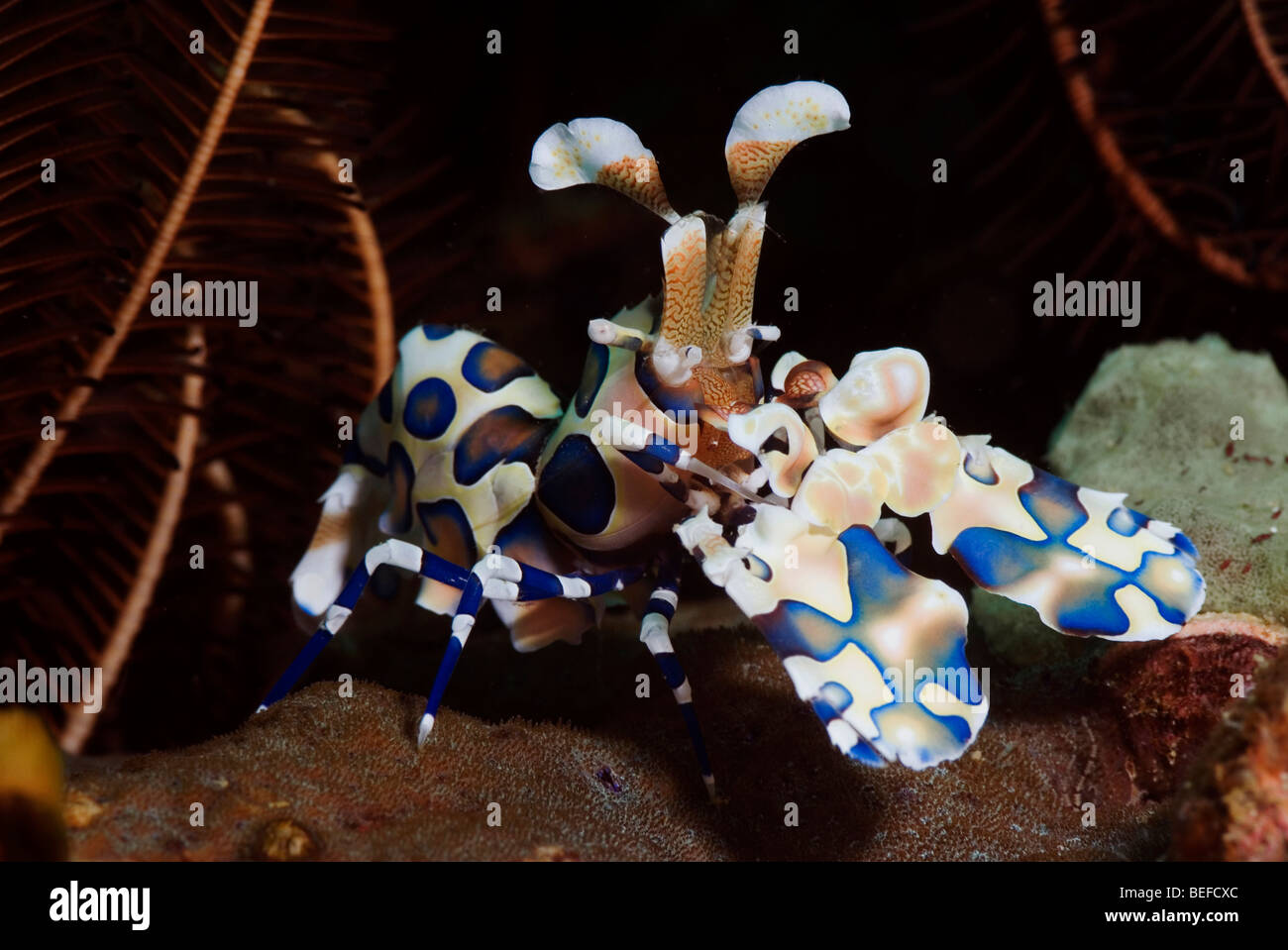 Harlequin Shrimp pulling a starfish under water. Stock Photo