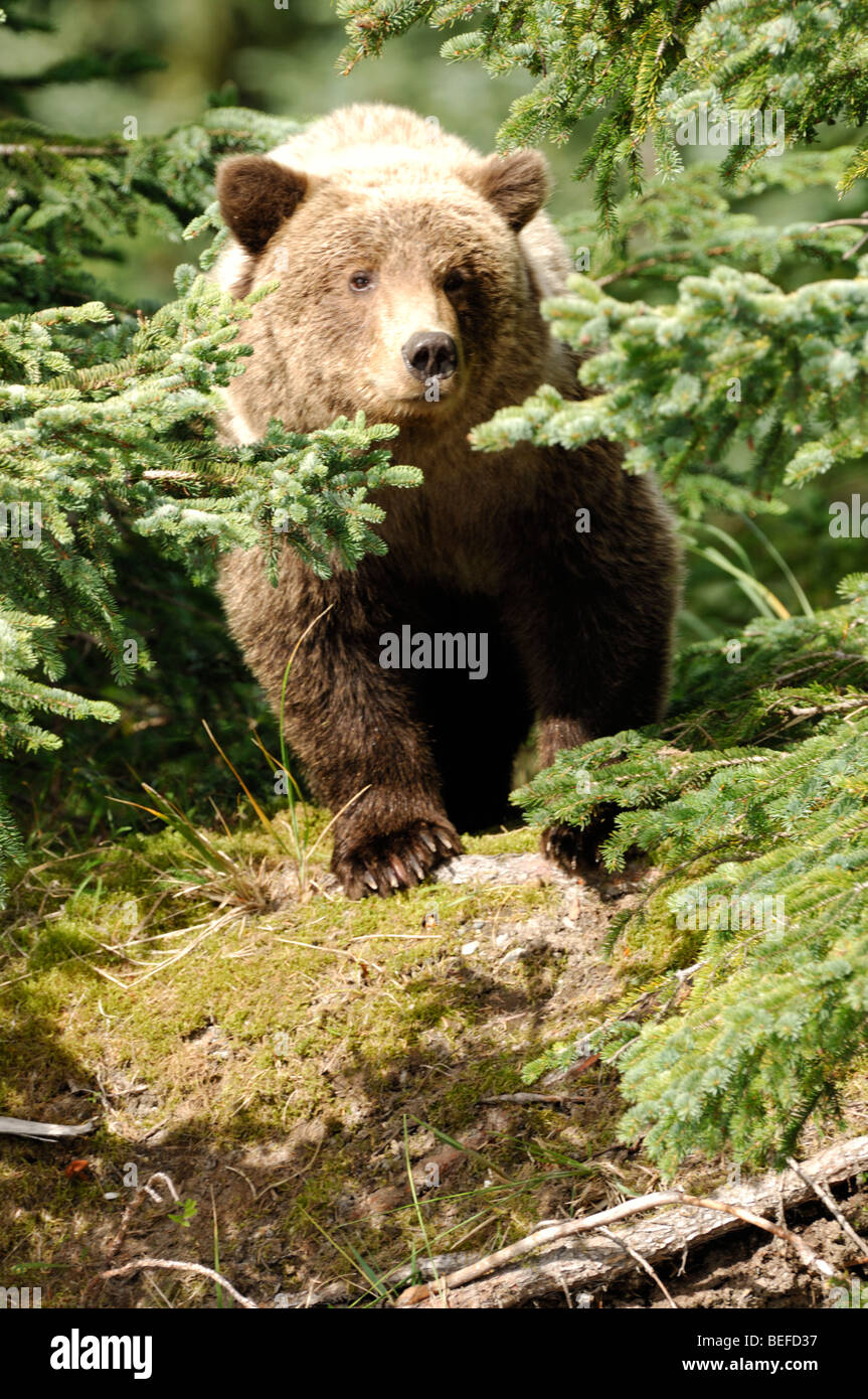 Stock photo of a brown bear cub peeking through the conifers. Stock Photo