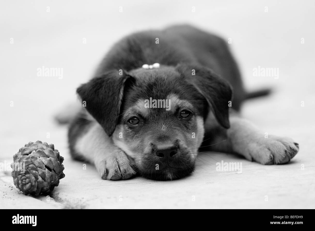 Black and white photo of mixed breed puppy and pine cone. Stock Photo