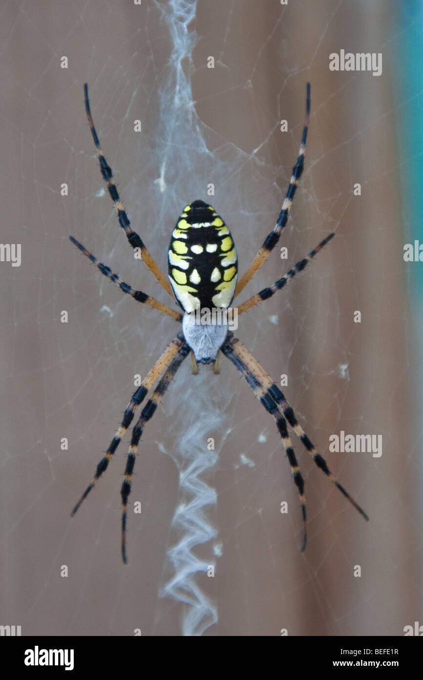 Argiope Spider, female, Corn spider, writing spider, black and yellow garden spider.  Outer Banks, North Carolina. Stock Photo