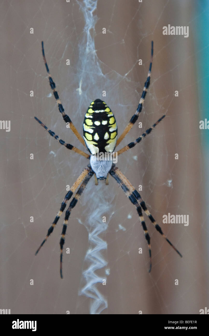 This beautiful garden spider, or zipper spider, or writing spider