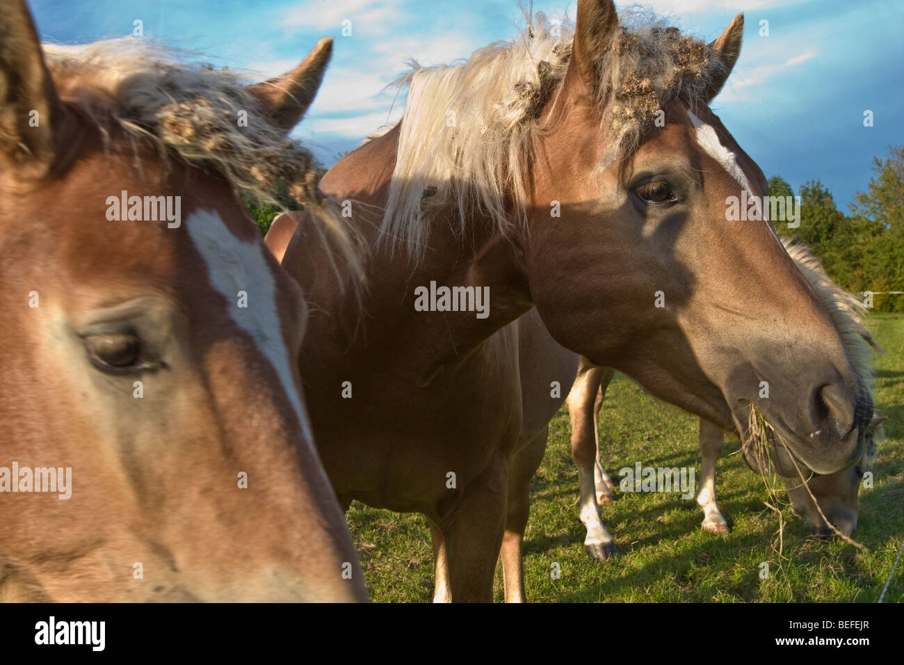 Golden palomino horses, Germany, Thuringia Stock Photo