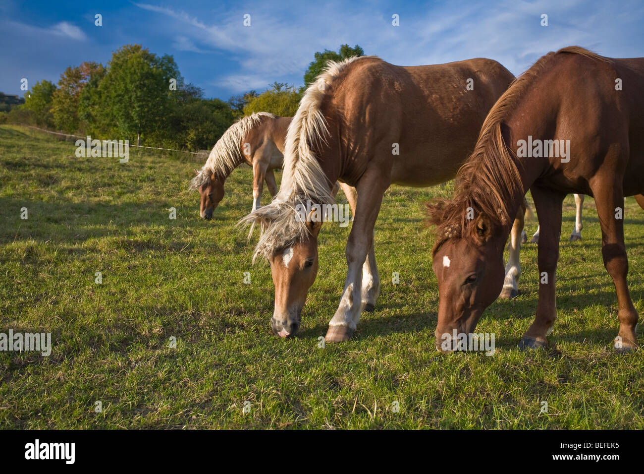 2 palomino and one liver chestnut horses grazing in green grassy pasture, Germany, Thuringia Stock Photo