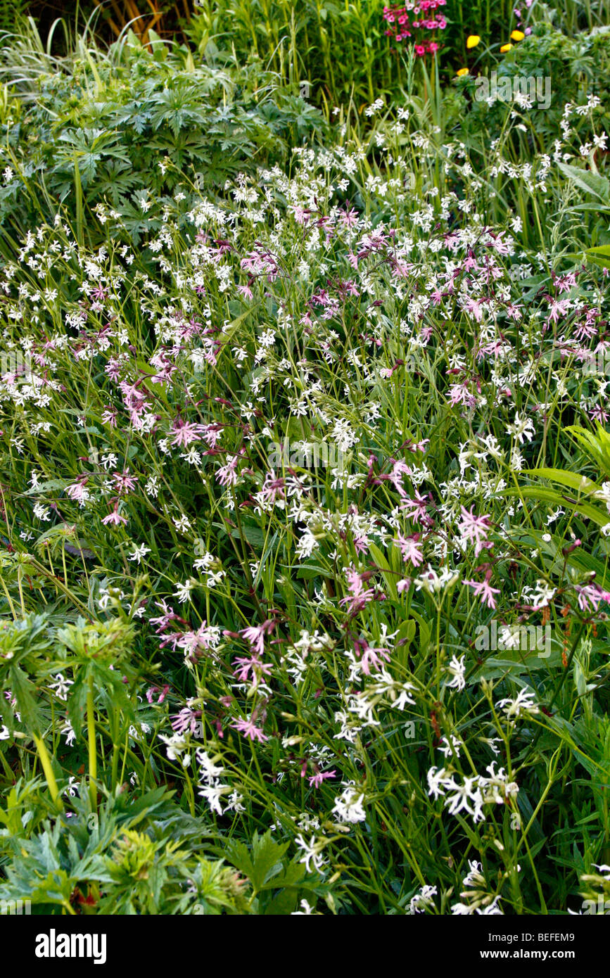 Lychnis flos-cuculi and Lychnis flos-cuculi - Pink and white Ragged Robin in Holbrook Photo - Alamy