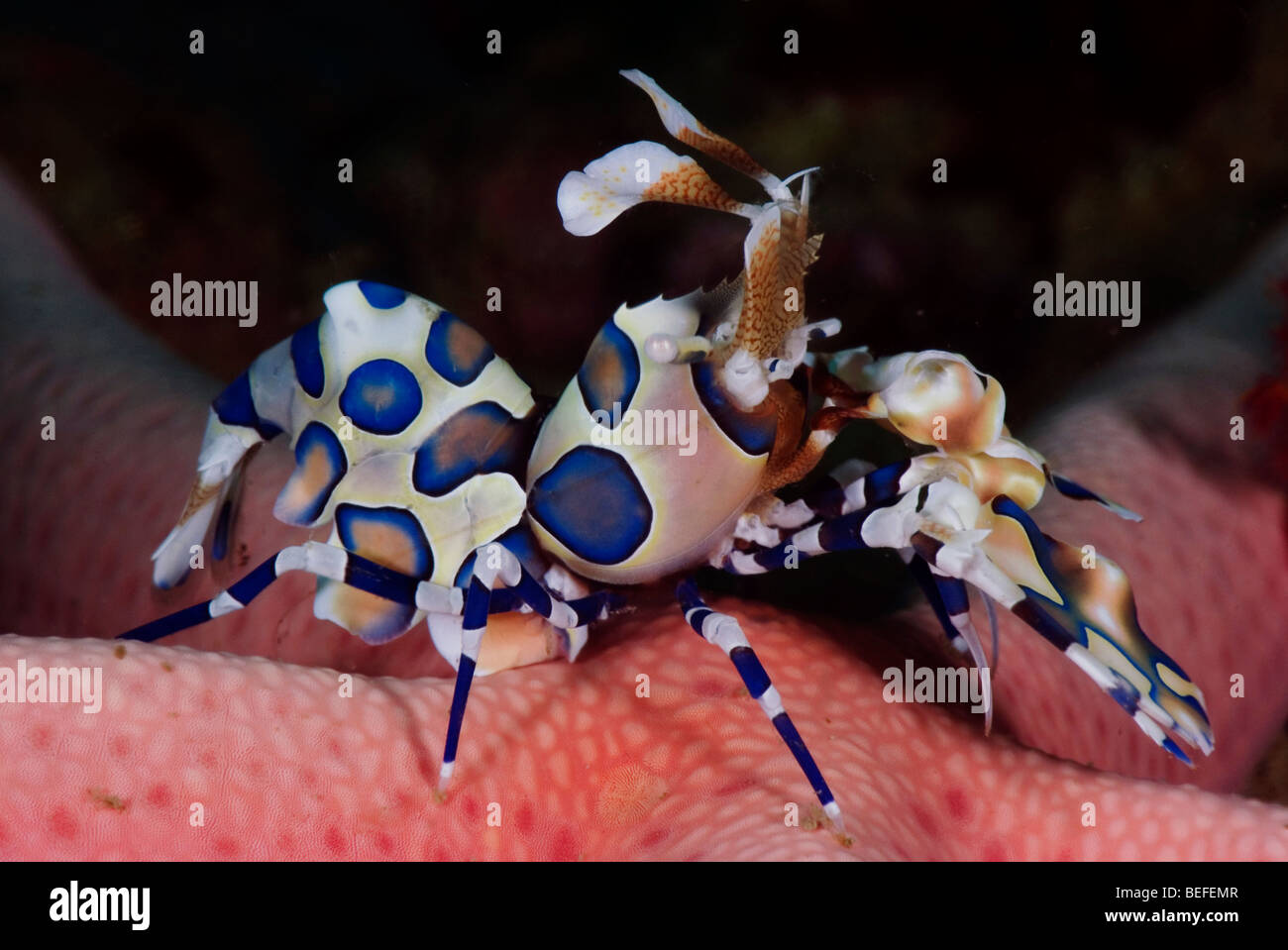 Harlequin shrimp on a starfish Stock Photo Alamy