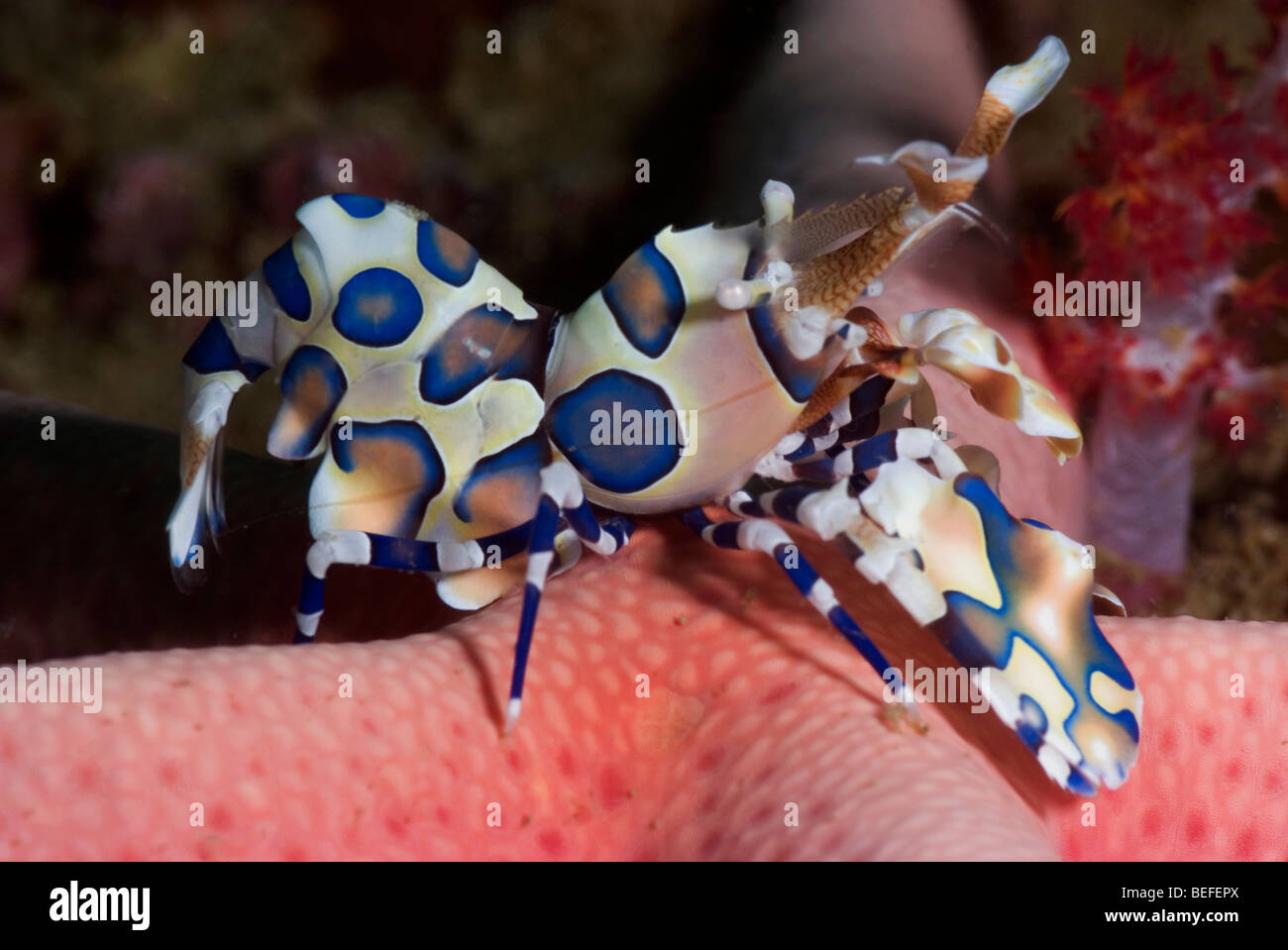 Harlequin shrimp on a starfish Stock Photo Alamy