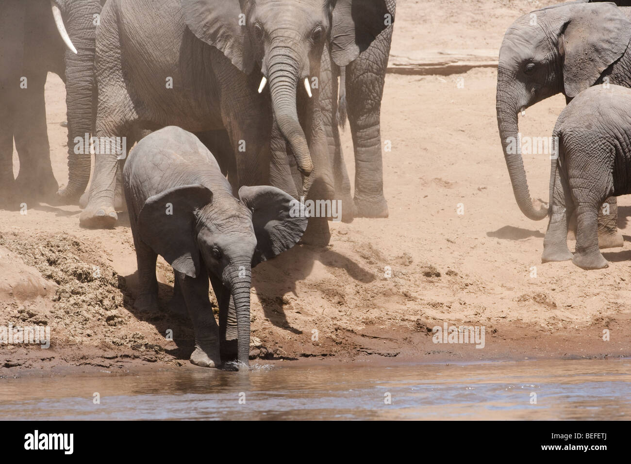Funny cute baby African elephant ears out, trunk in water, sliding down dirt riverbank for a drink, supervised by mother elephant, Masai Mara Kenya Stock Photo
