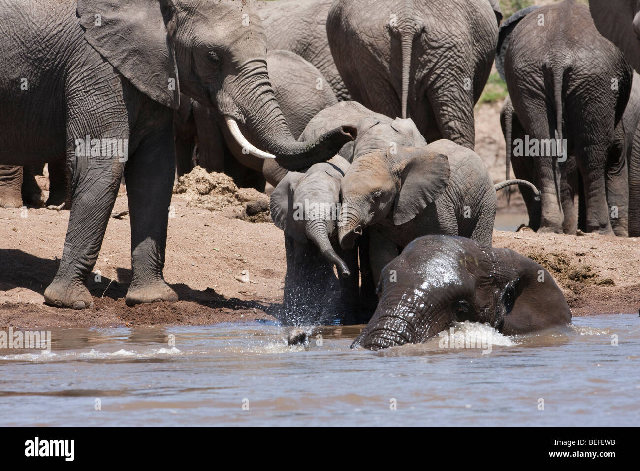 3 cute funny baby elephants play together on riverbank watching adult elephant bathing in river, mom supervising calf at water in Masai Mara, Kenya Stock Photo