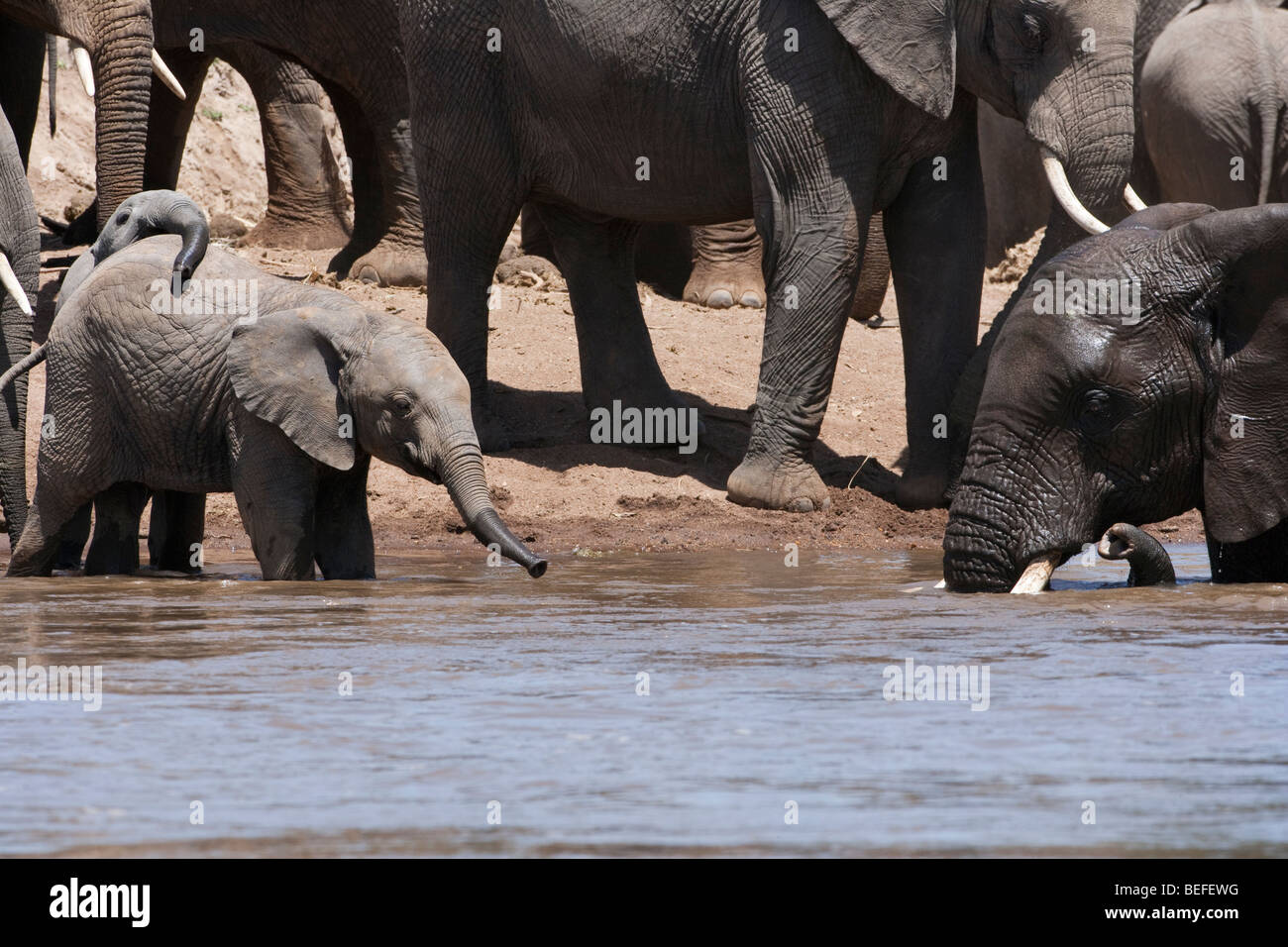 2 cute funny baby elephants play together in water at riverbank, 1 climbing on other, with bathing adult, herd background, Masai Mara Kenya Africa Stock Photo
