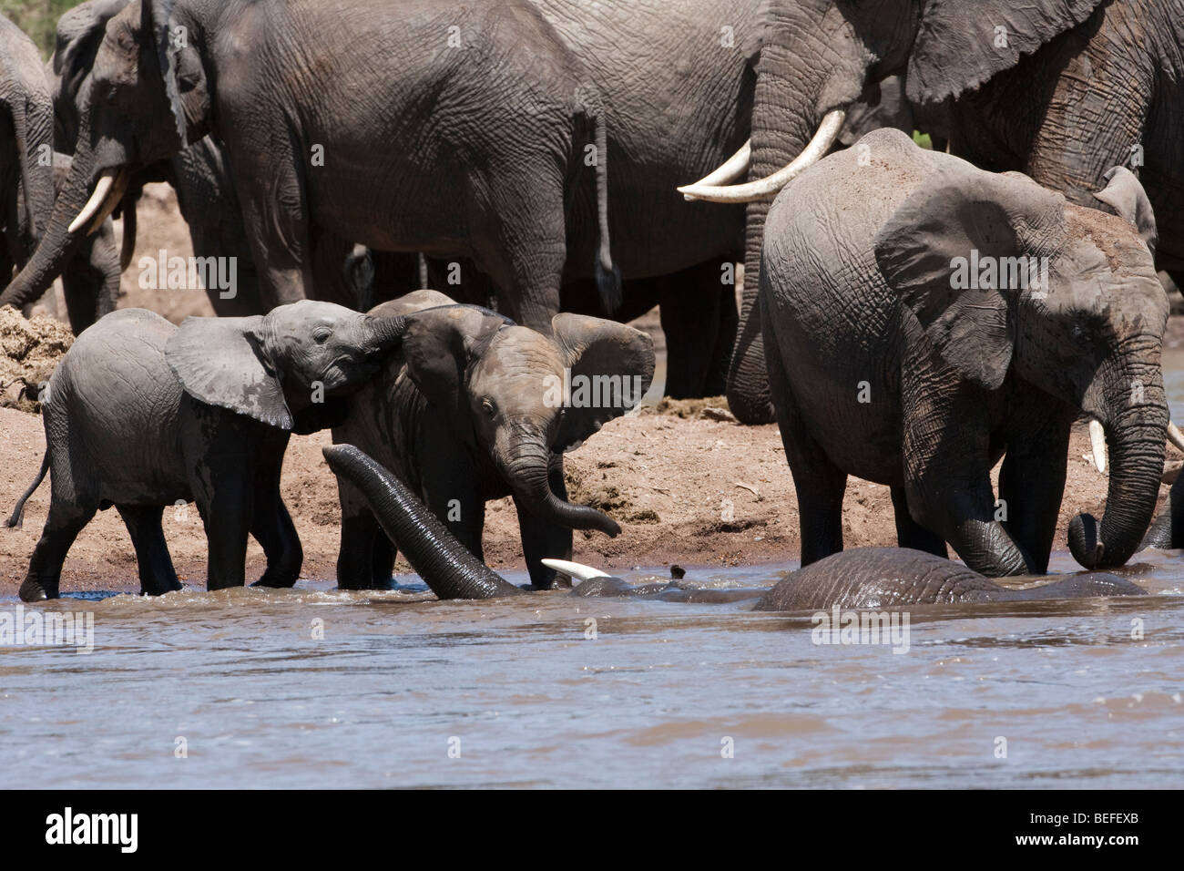 2 funny baby elephants playing together in river flapping ears out with bathing adult, elephant herd background, Masai Mara Kenya Africa Stock Photo