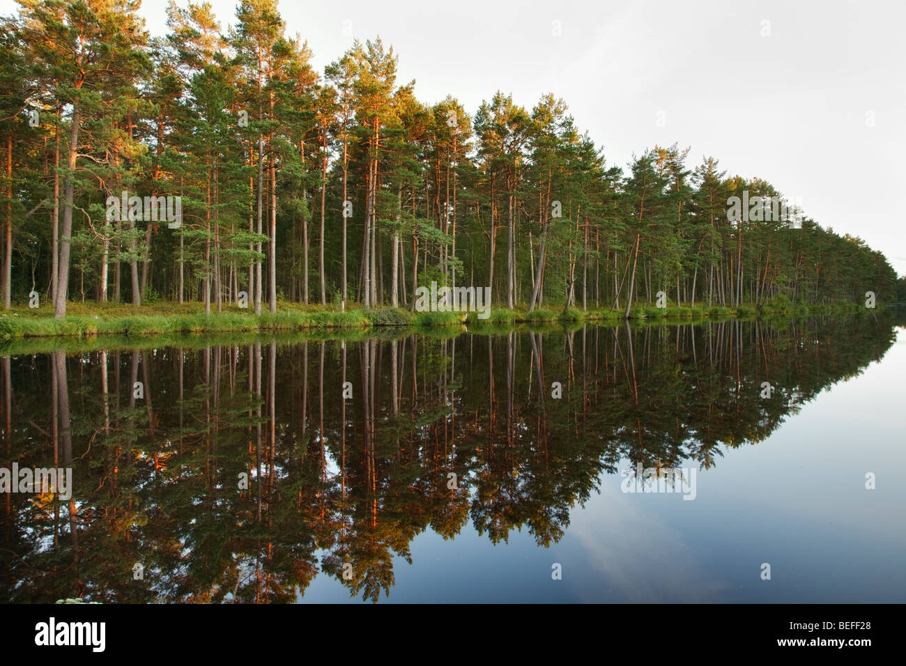 Peaceful landscape with forest lake and tree reflection in water Stock Photo