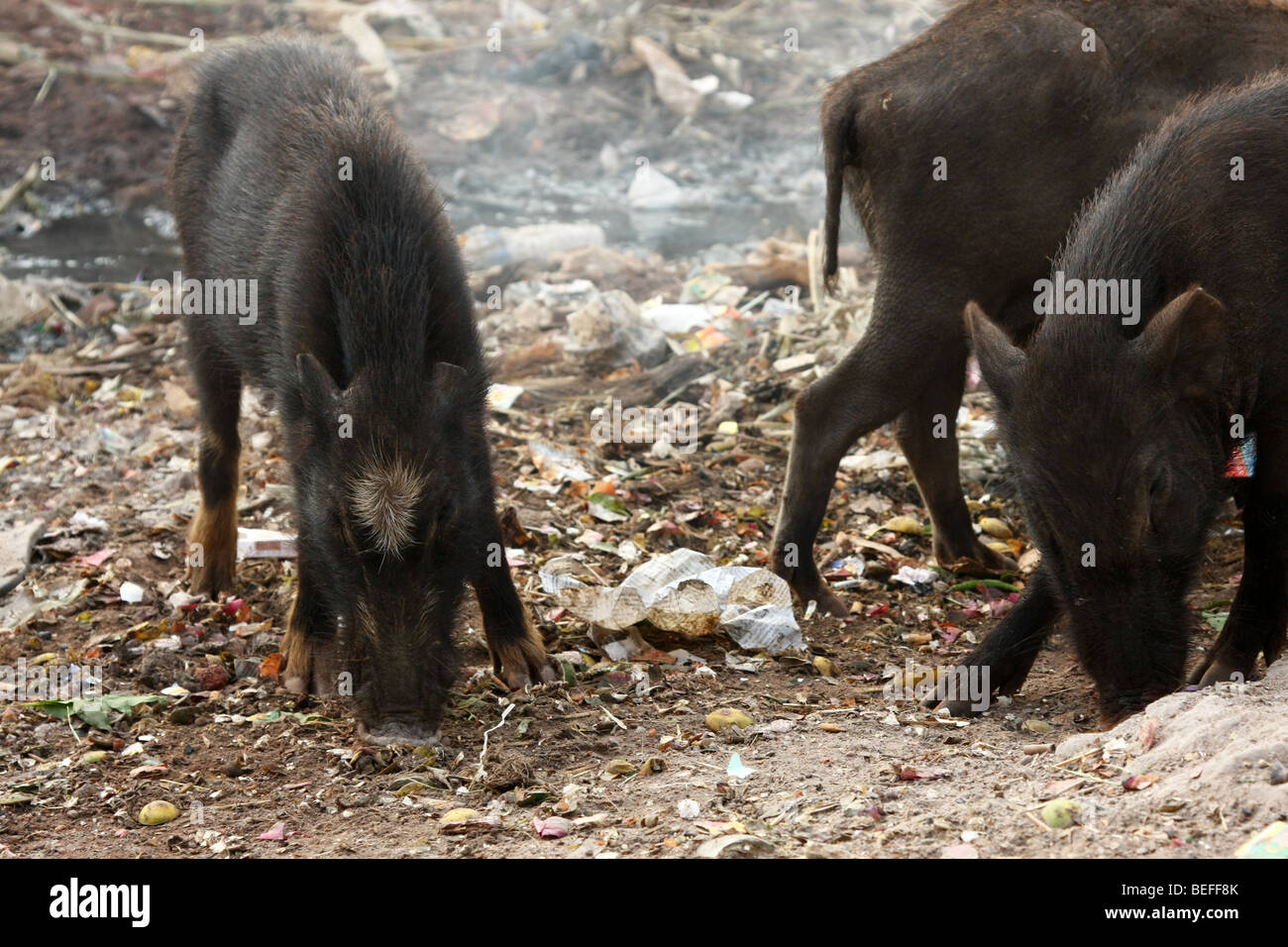 Wild pigs on street feeding in trash Stock Photo