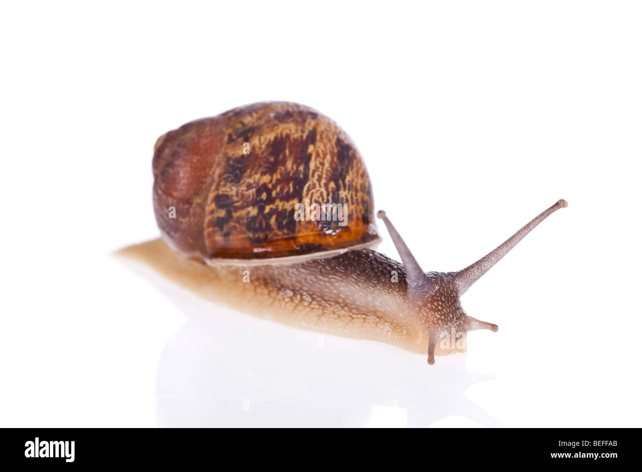 Garden snail isolated on a white background Stock Photo - Alamy