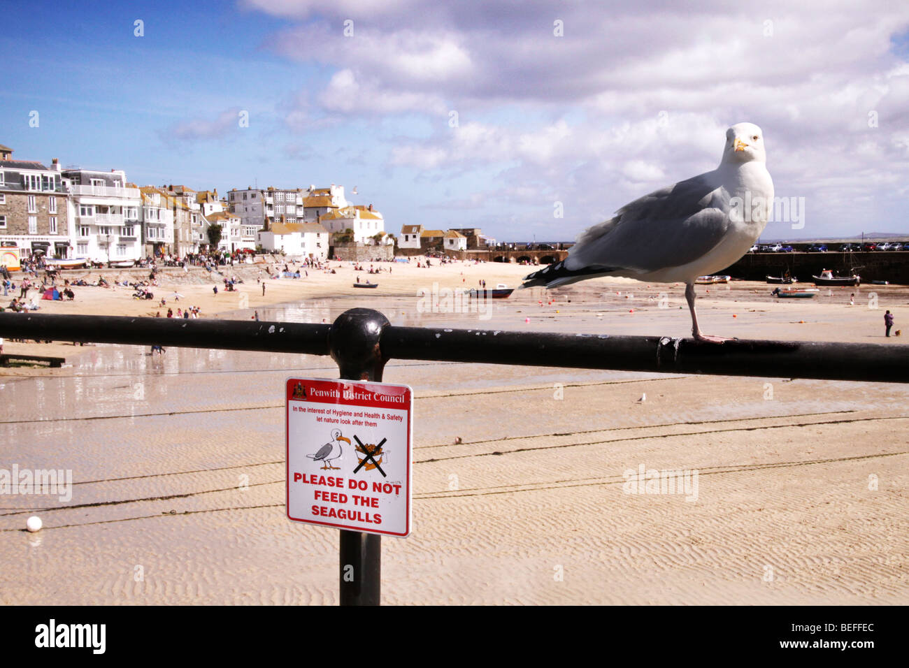 seagull at St. Ives, Cornwall,UK Stock Photo