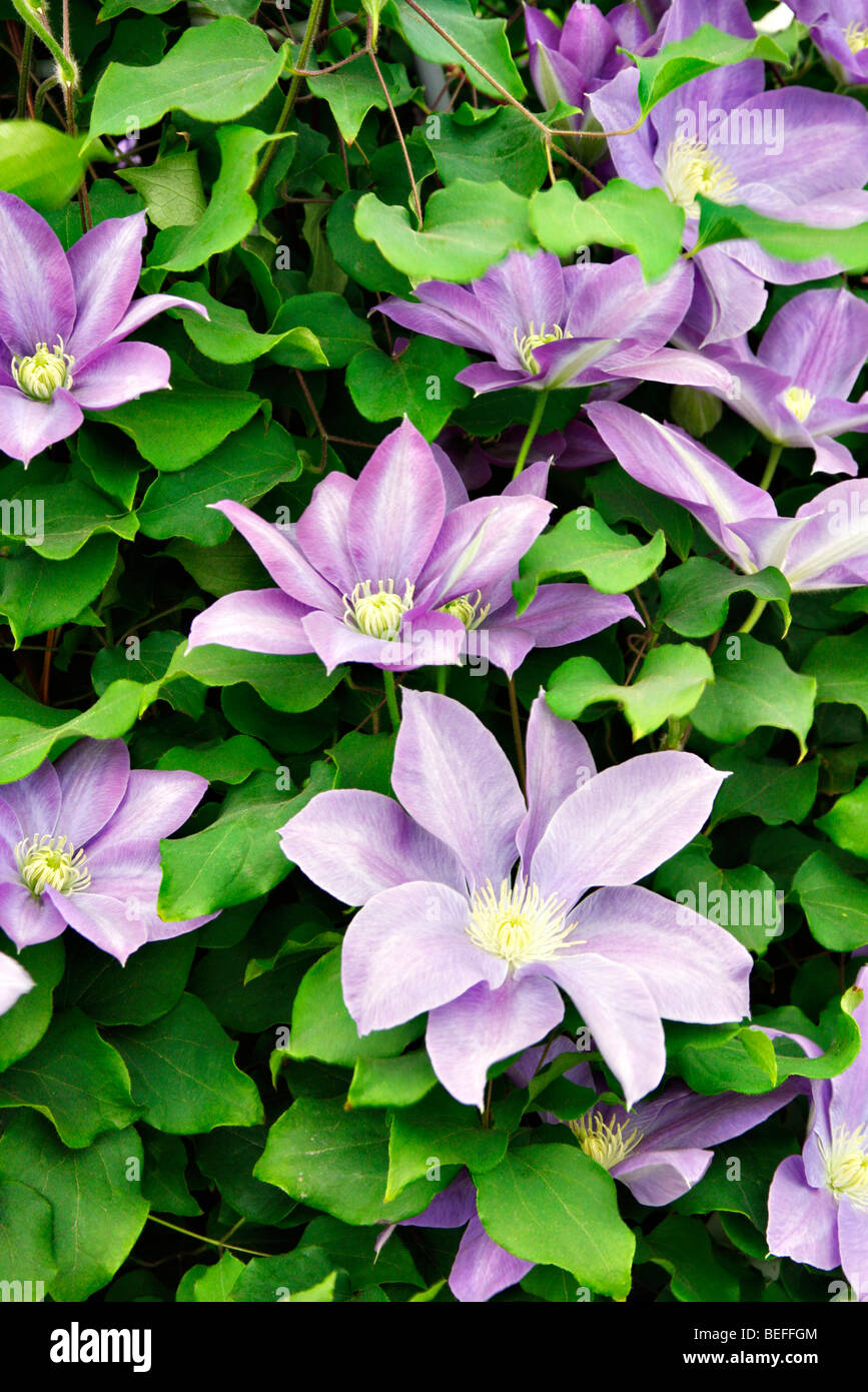 Clematis ‘Diana’s Delight’ Stock Photo - Alamy