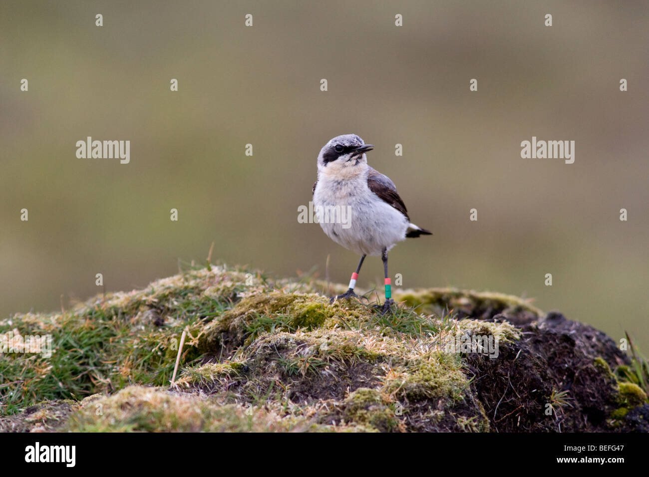 Male northern wheatear with colour rings for research Fair Isle Shetland Stock Photo