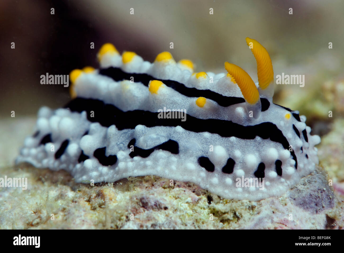 Black Nudibranch with grey elevated lines and yellow warts under water. Stock Photo