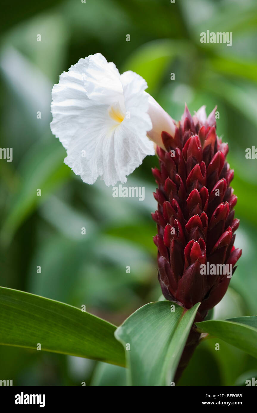 Costus speciosus. Crepe Ginger flower in the Indian countryside. Andhra Pradesh, India. Cultivated in India for its medicinal uses Stock Photo