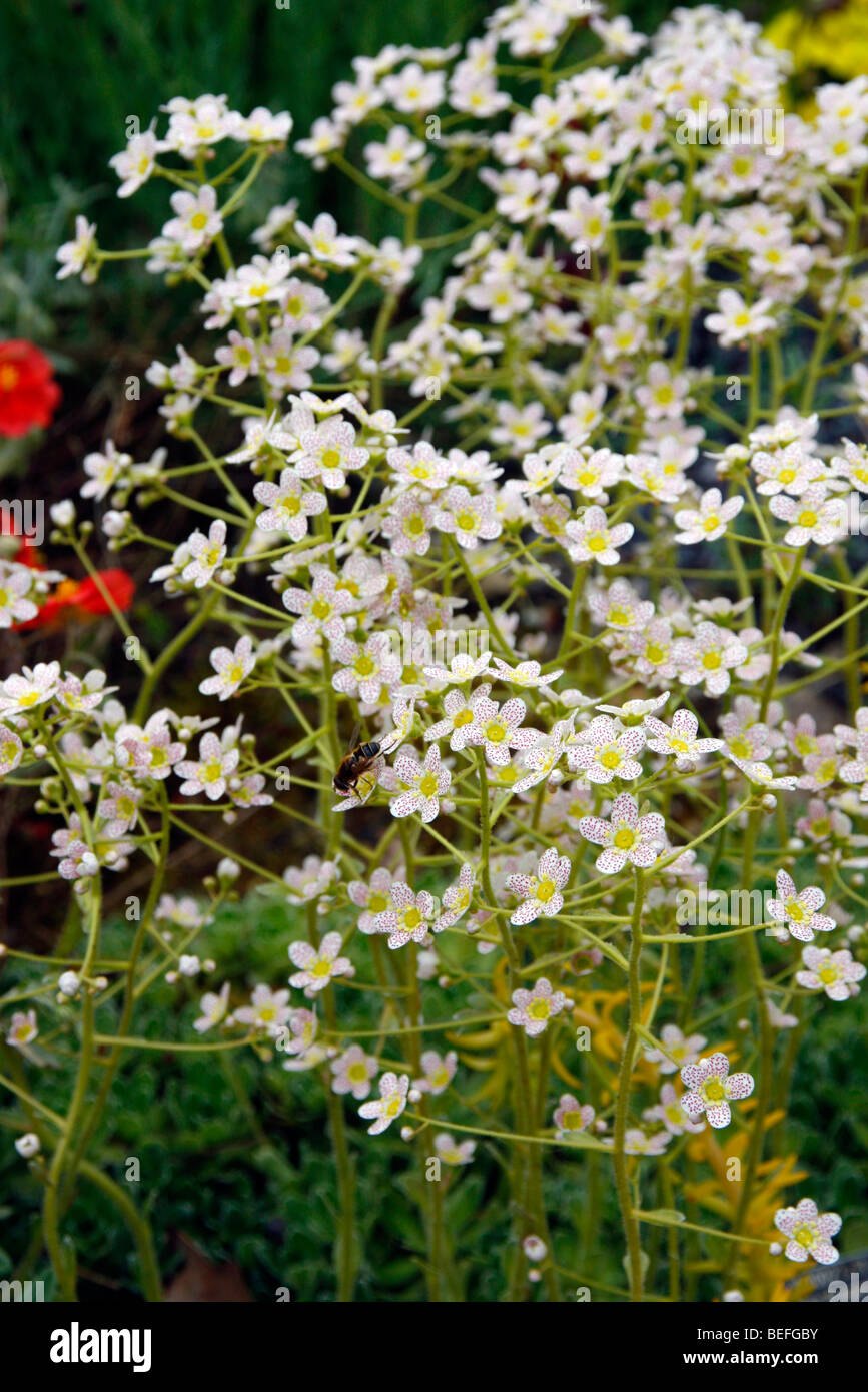Saxifraga paniculata var. orientalis Stock Photo