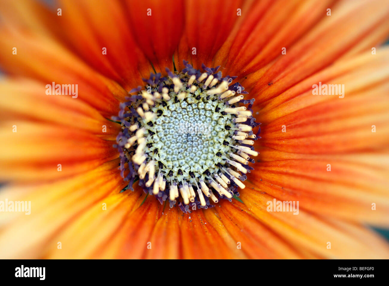 Centre orange hi-res stock photography and images - Alamy