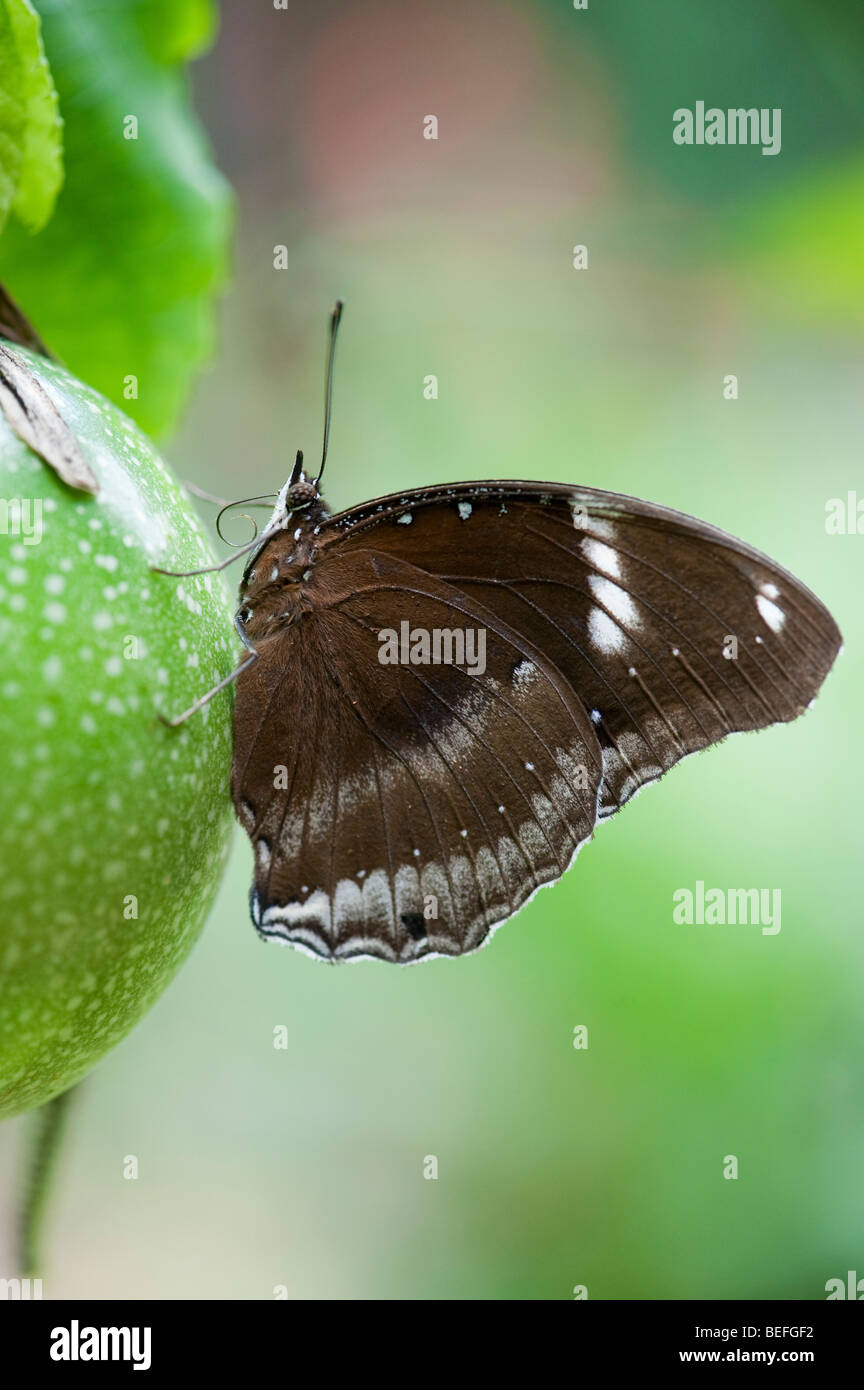 Hypolimnas bolina. The Great Eggfly butterfly resting on a passion flower fruit in the Indian countryside. Andhra Pradesh, India Stock Photo