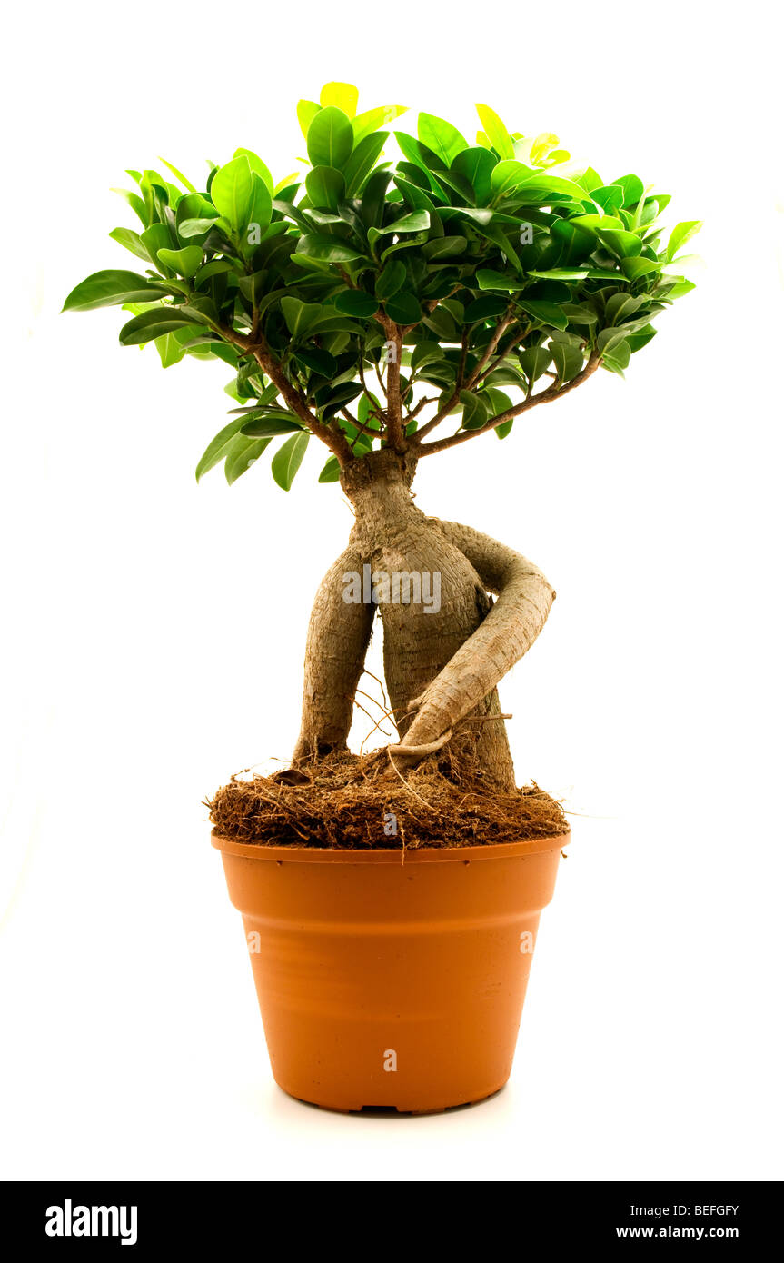 Ficus ginseng on a white background Stock Photo