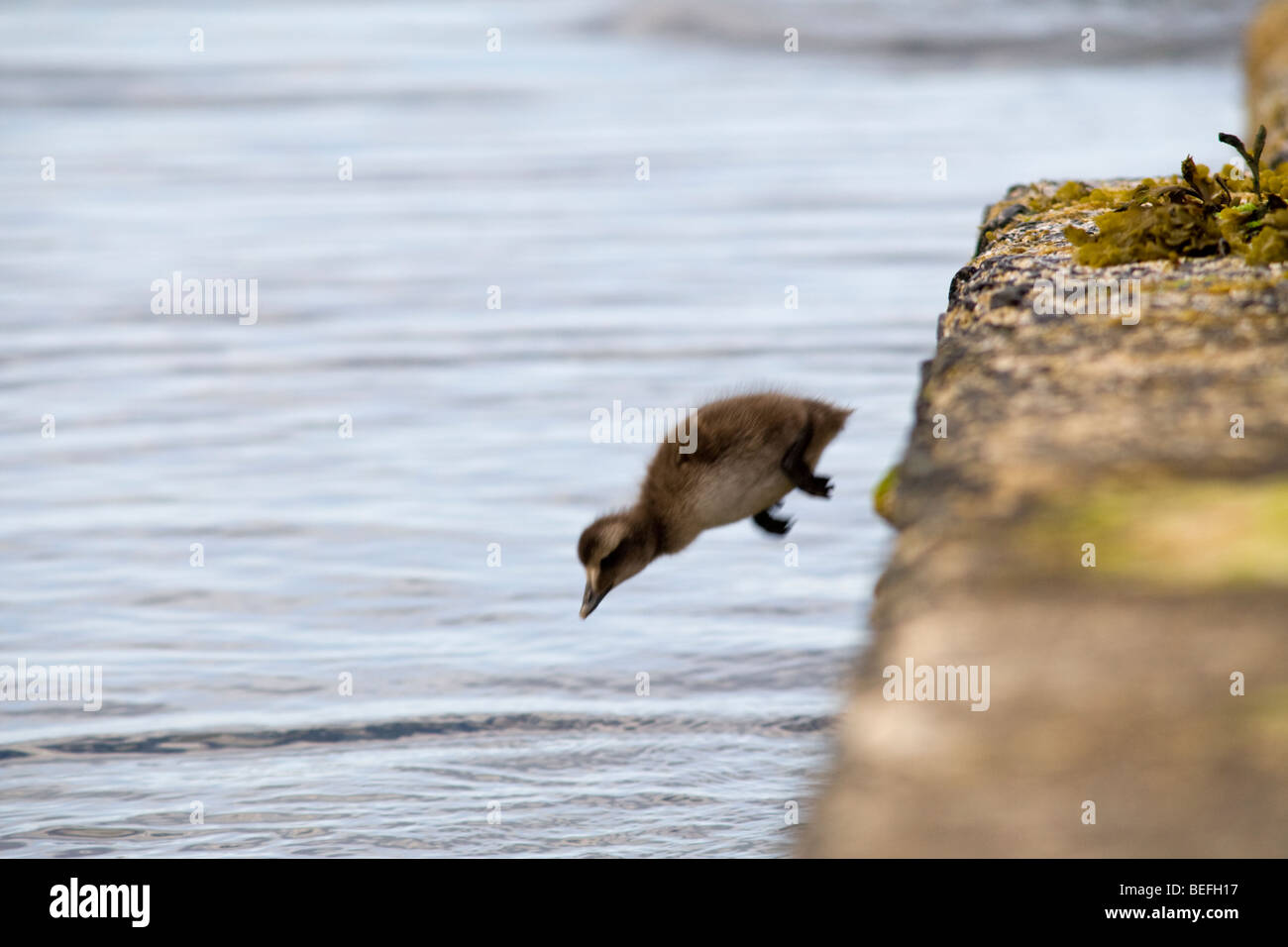 Eider duckling jumping into the sea Fair Isle Shetland Stock Photo