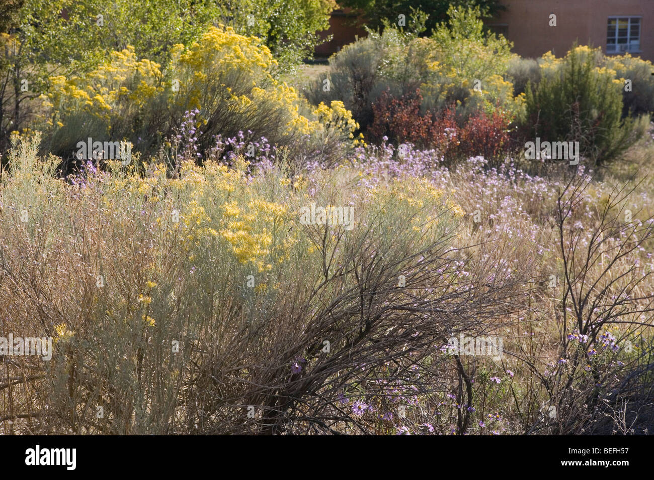Chamisa hires stock photography and images Alamy