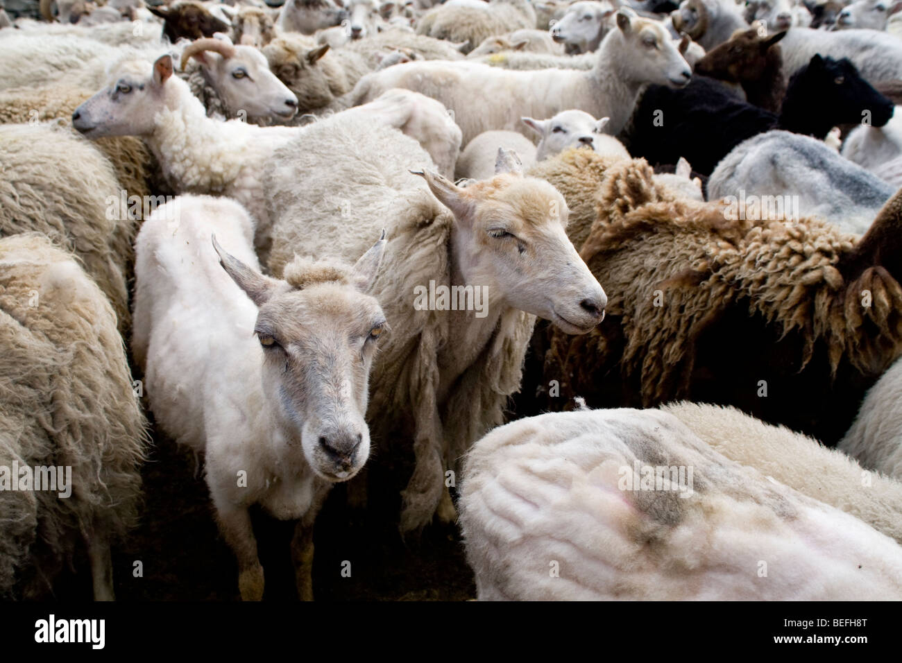Sheep in pen for shearing on Fair Isle Shetland Stock Photo