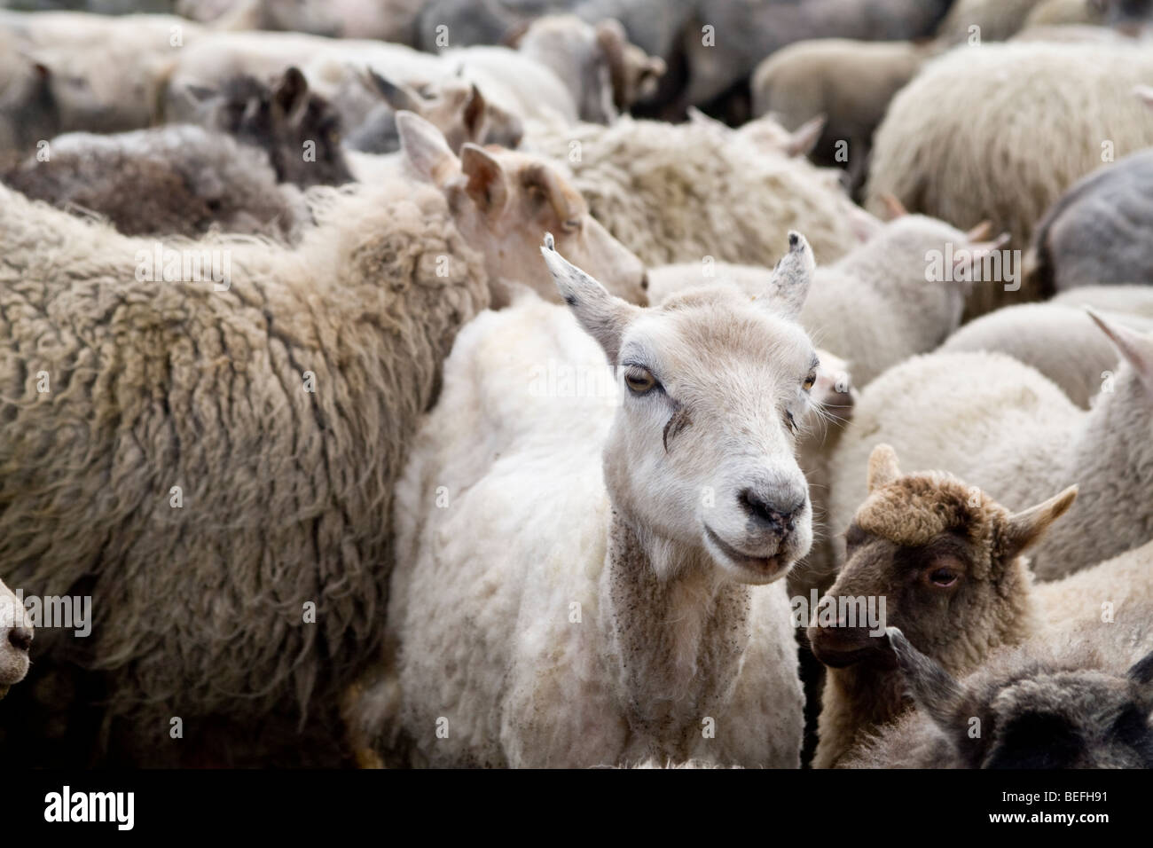 Sheep in pen for shearing on Fair Isle Shetland Stock Photo