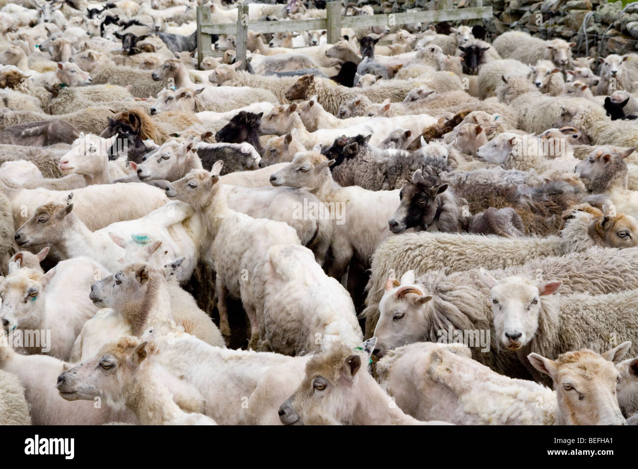 Sheep in pen for shearing on Fair Isle Shetland Stock Photo Alamy