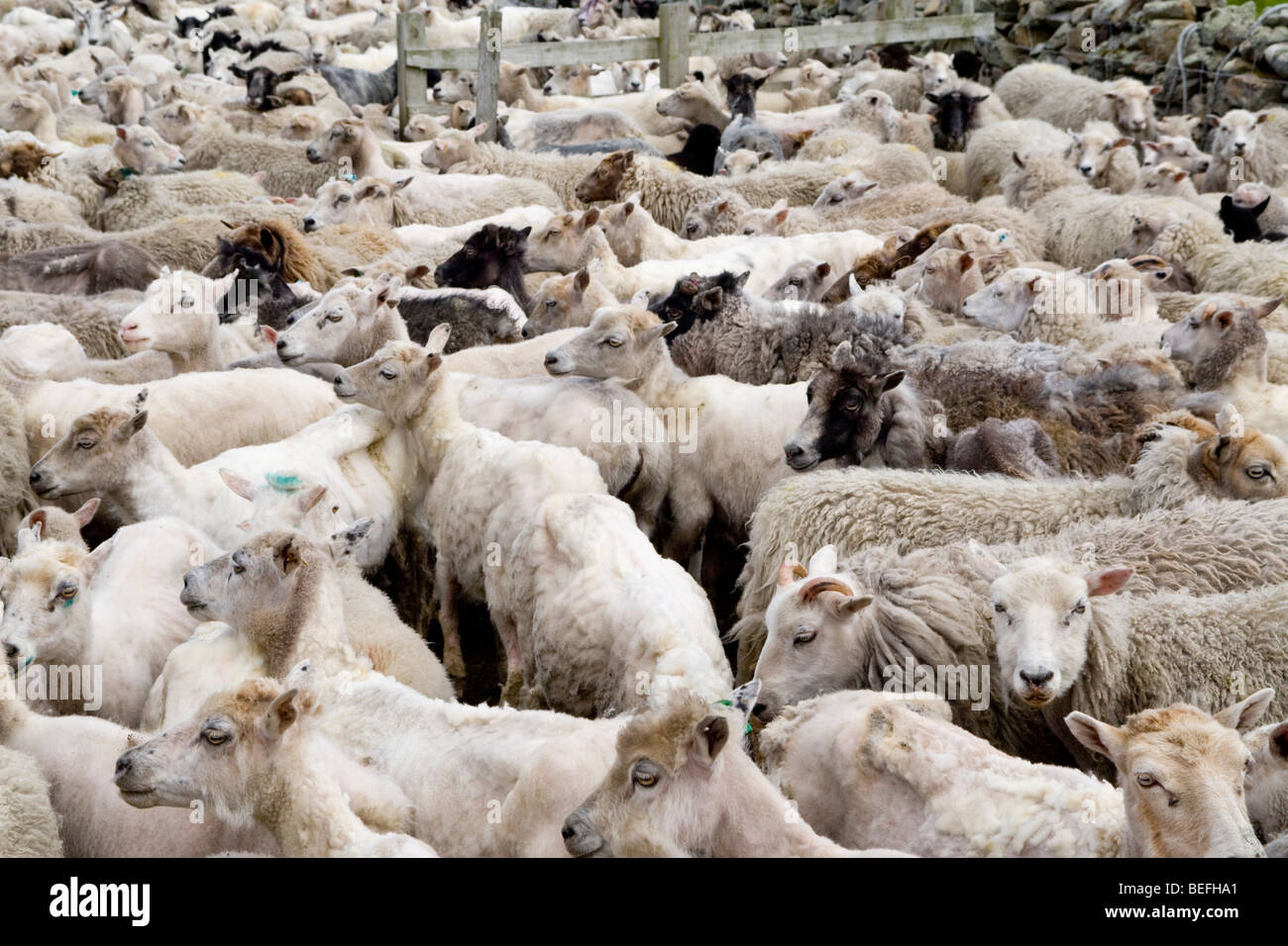 Sheep in pen for shearing on Fair Isle Shetland Stock Photo
