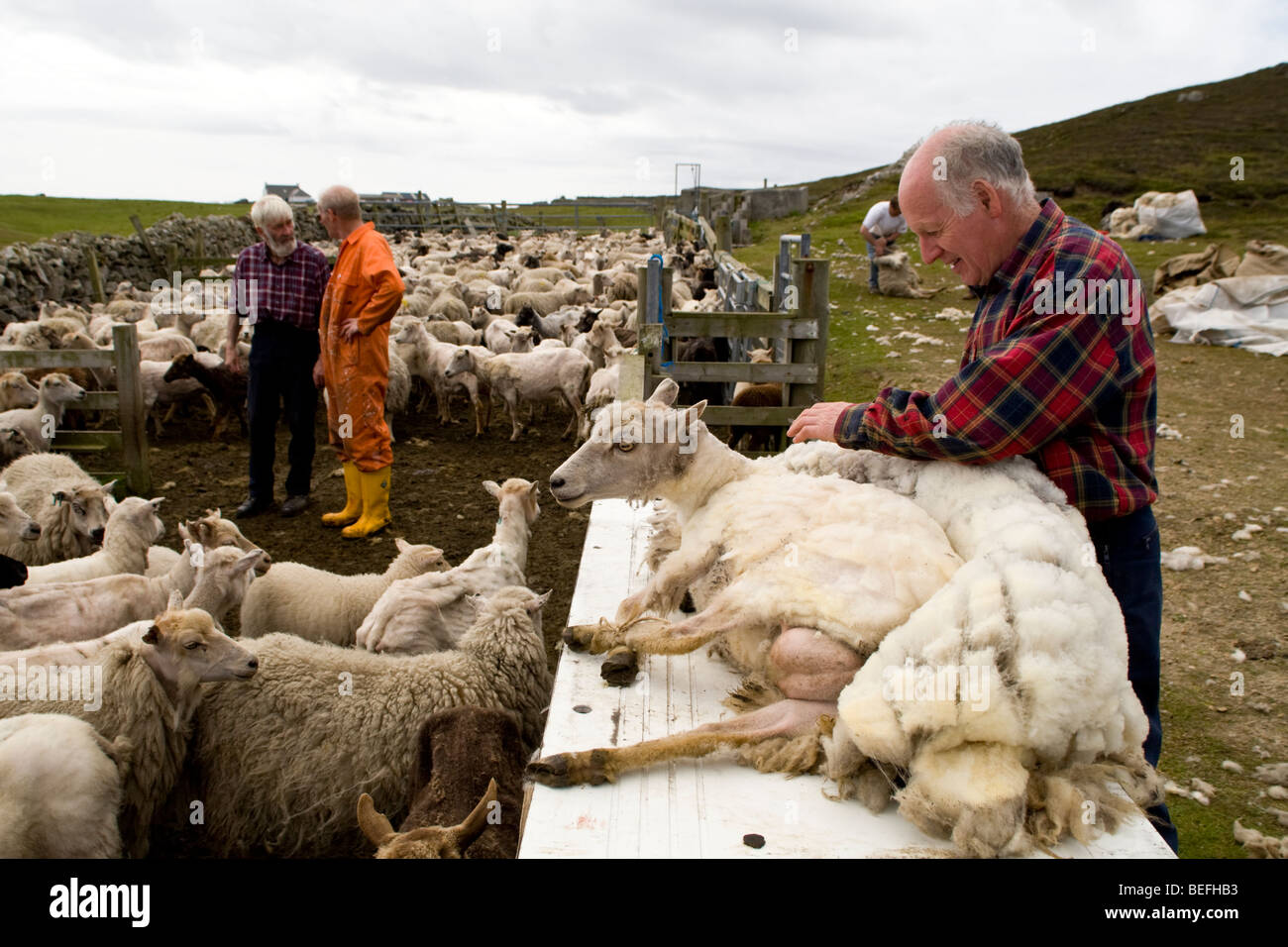 Man shearing sheep on Fair Isle Shetland Stock Photo Alamy