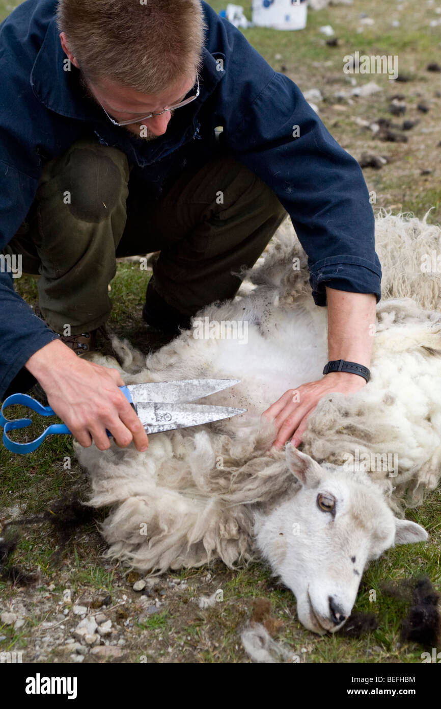 Man shearing sheep hires stock photography and images Alamy
