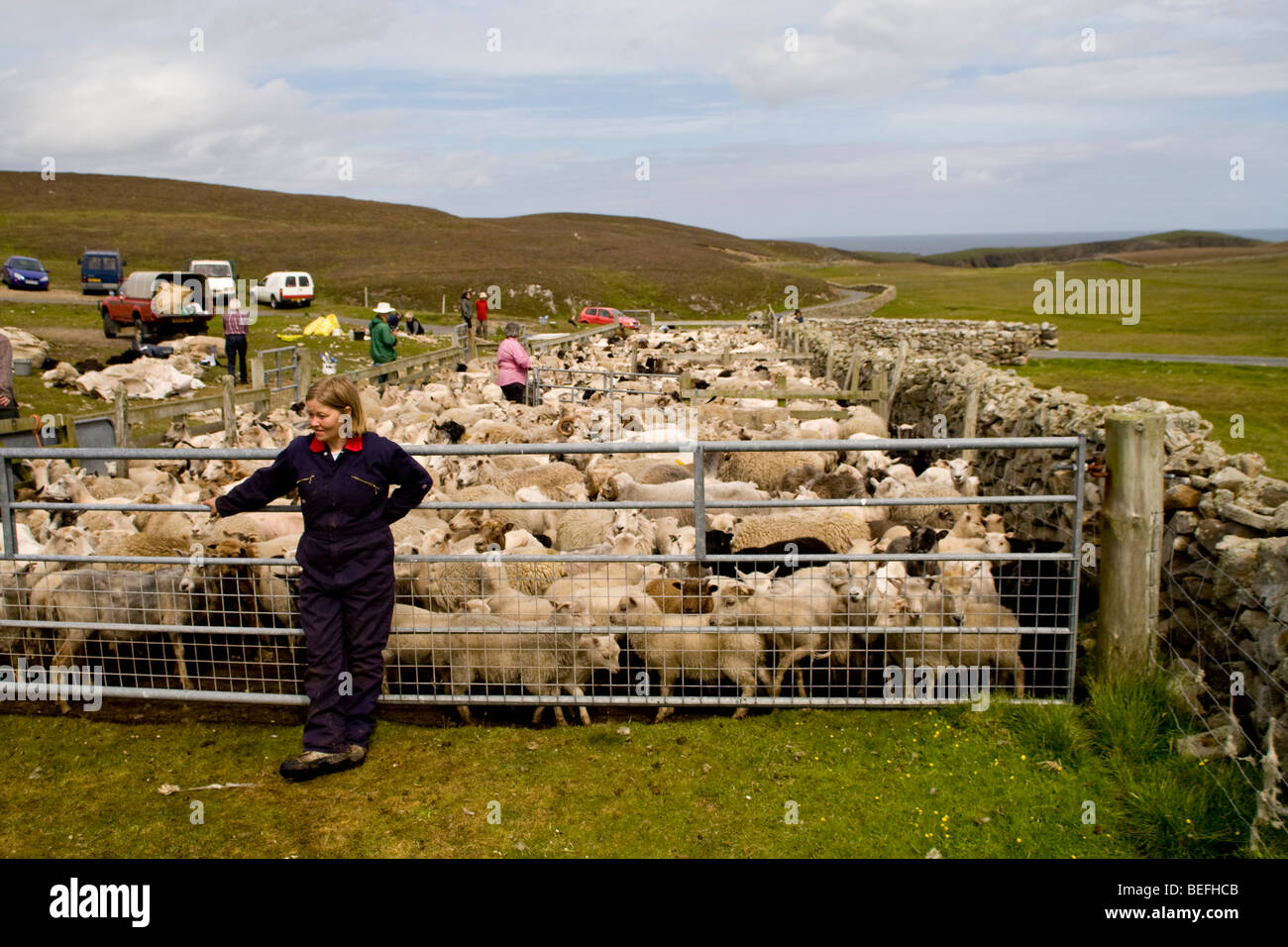 Sheep in pen, Fair Isle, Shetland Stock Photo