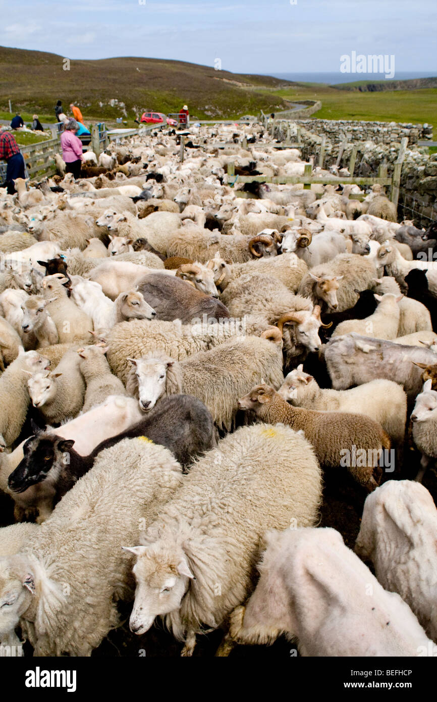 Sheep in pen Fair Isle Shetland Stock Photo