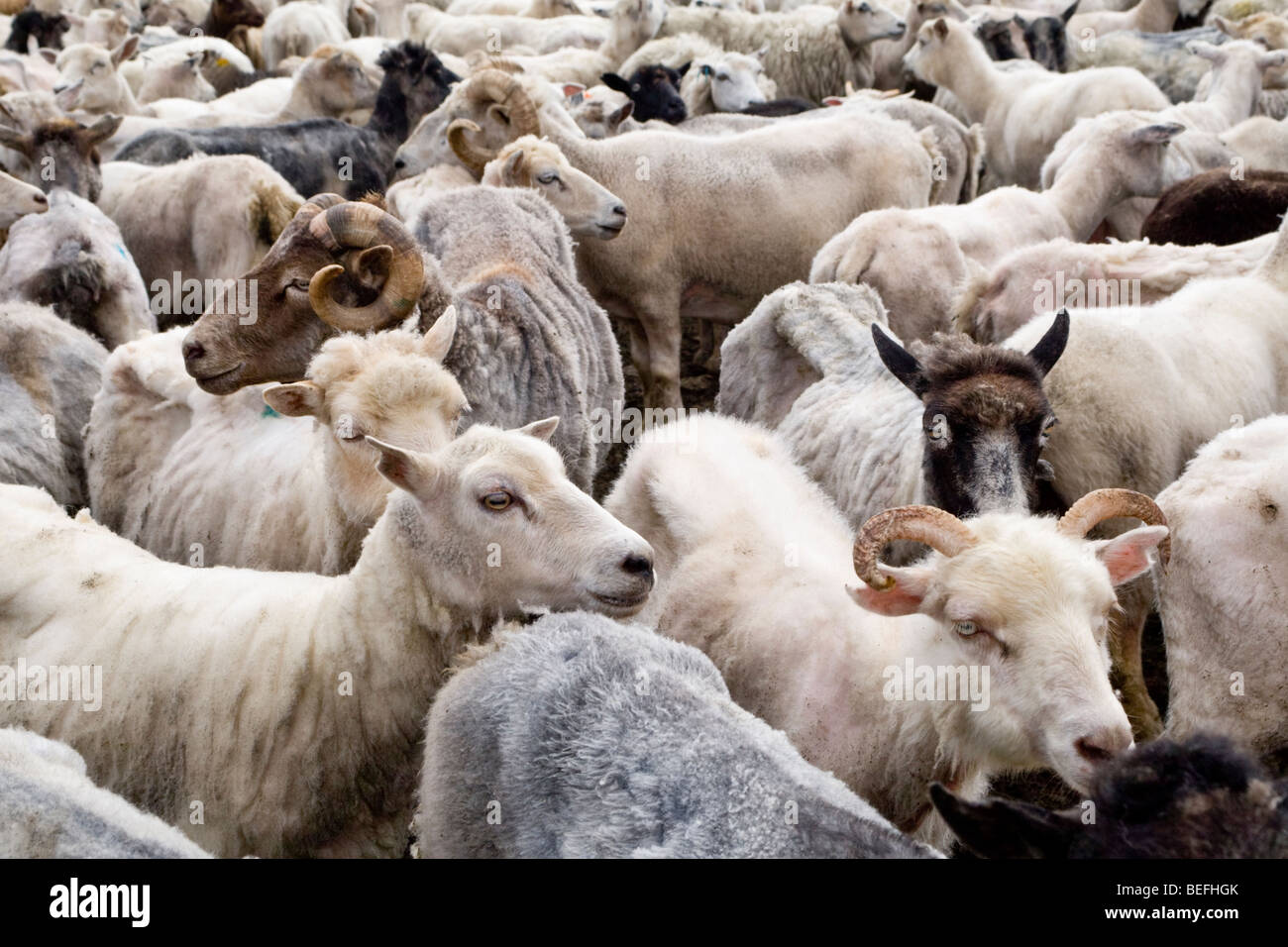 Sheep in pen Fair Isle Shetland Stock Photo